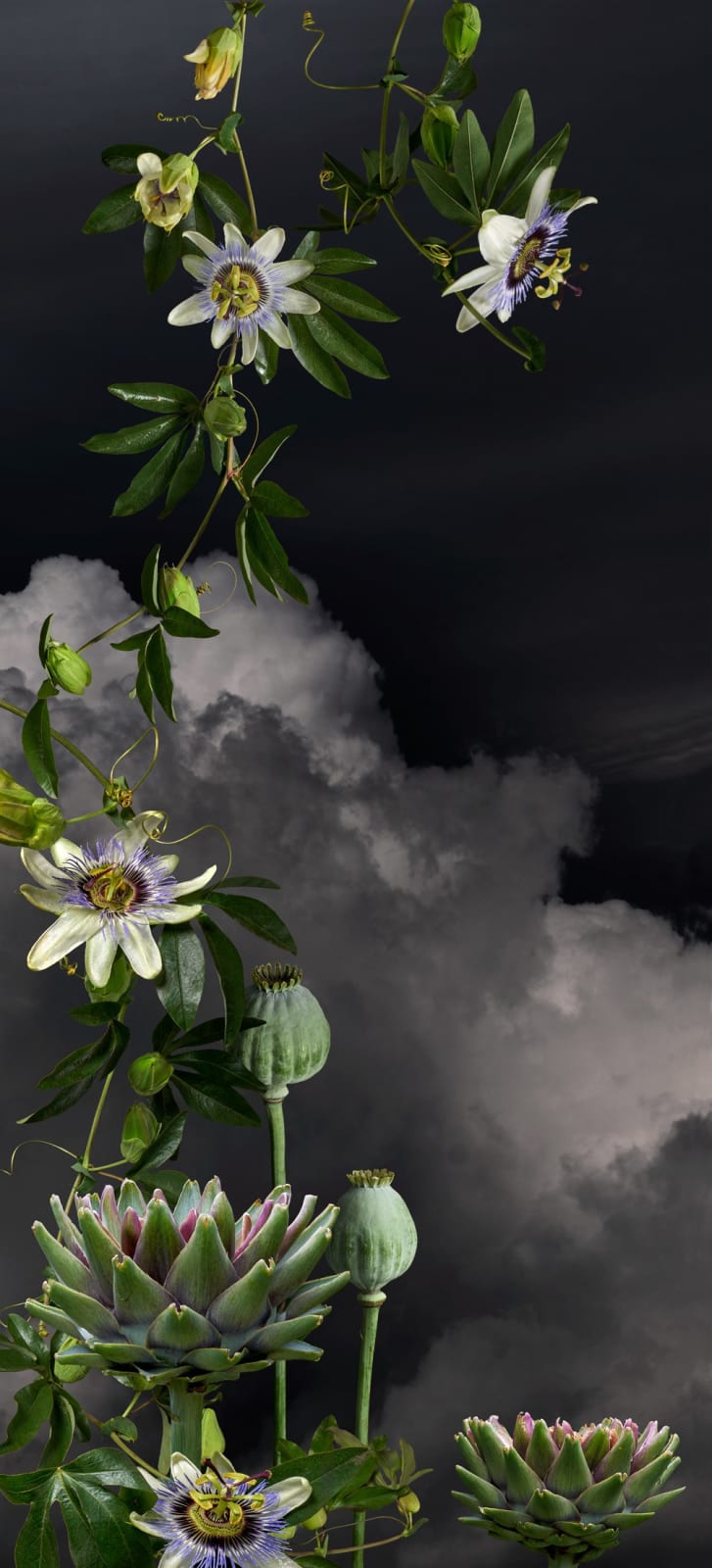 Valerie Sparks, Sanctuary Series 3 - Passionfruit 1, 2023