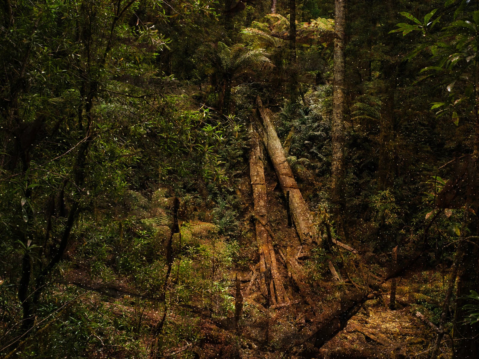 Troy Ruffels, Basin Petals (leatherwood), 2025