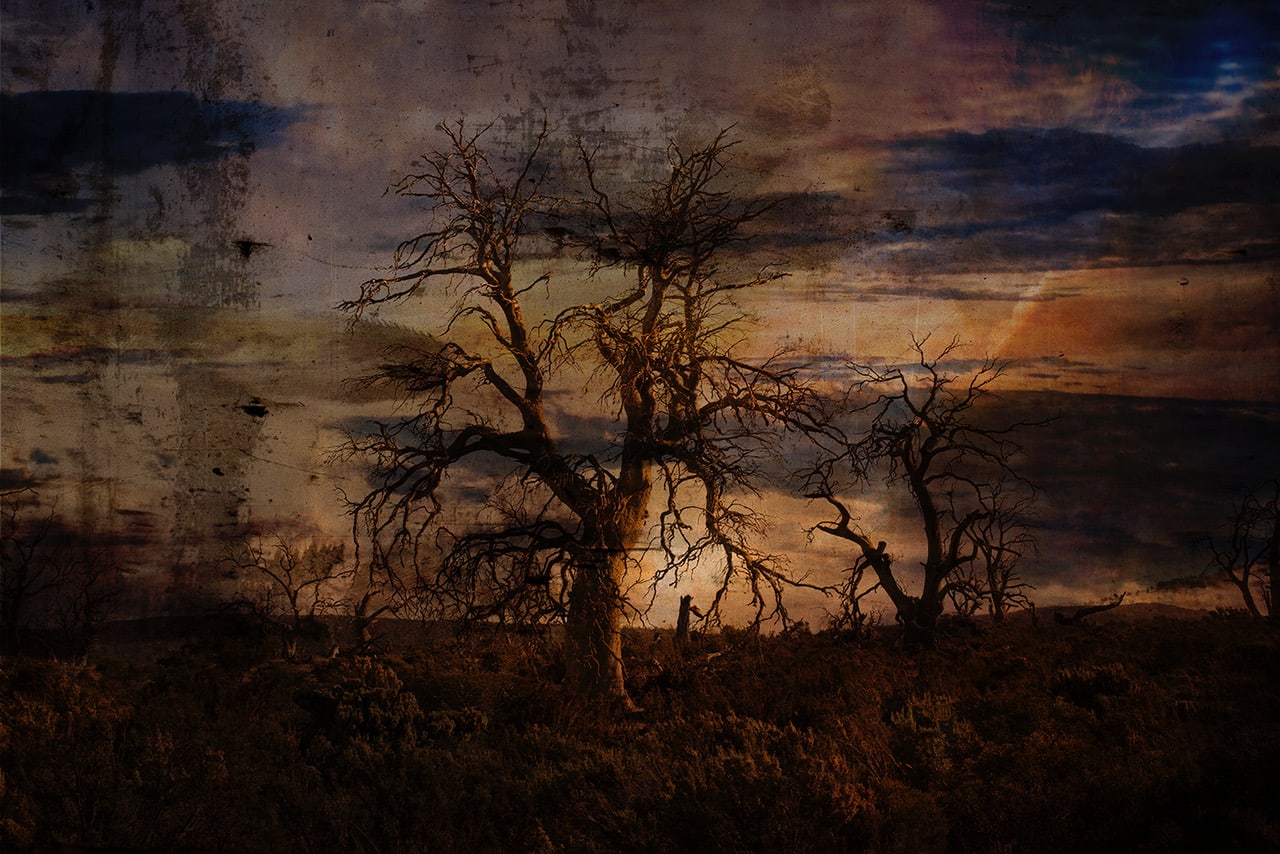 Troy Ruffels, Cicadas, 2021