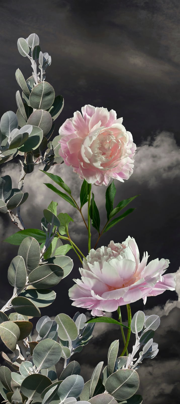 Valerie Sparks, Sanctuary Series 3 - Peony 01, 2023