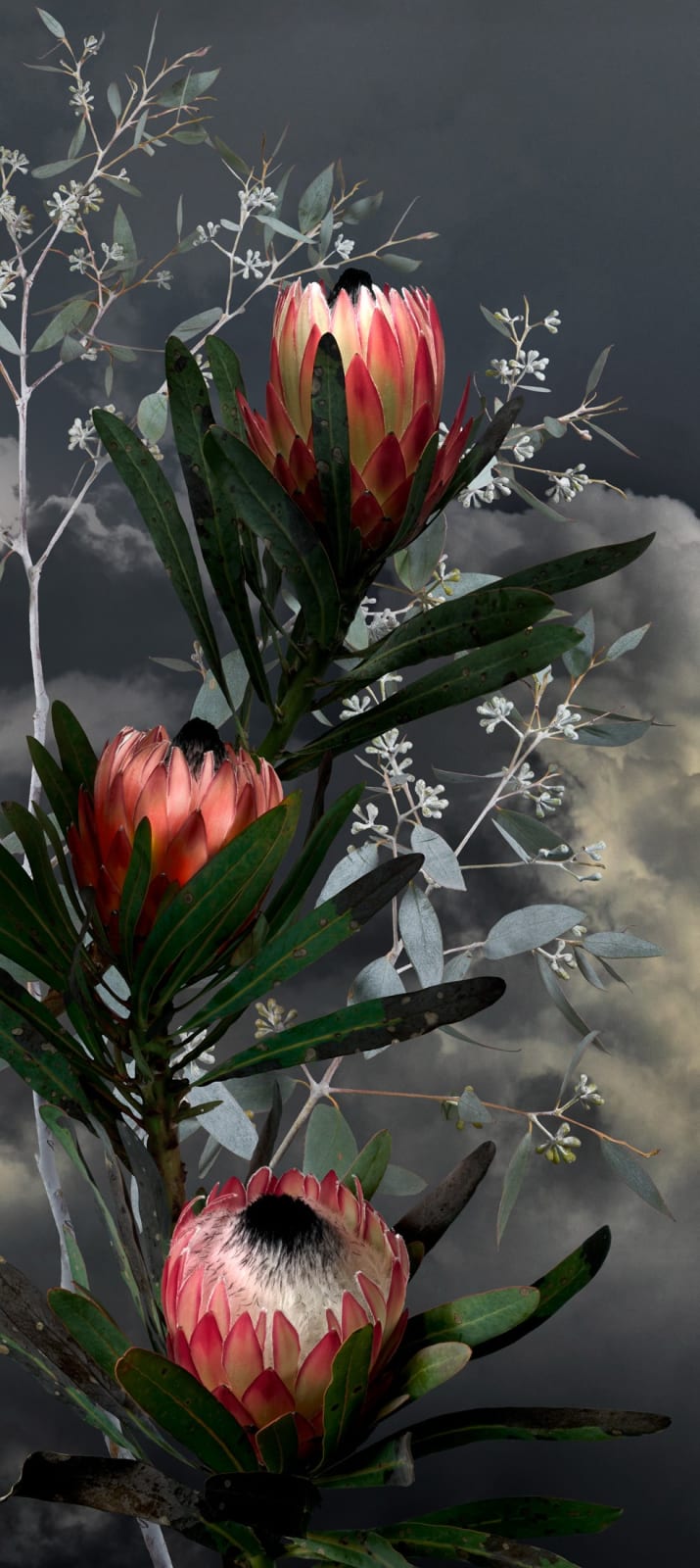 Valerie Sparks, Sanctuary Series 3 - Pink Ice Protea 1, 2023