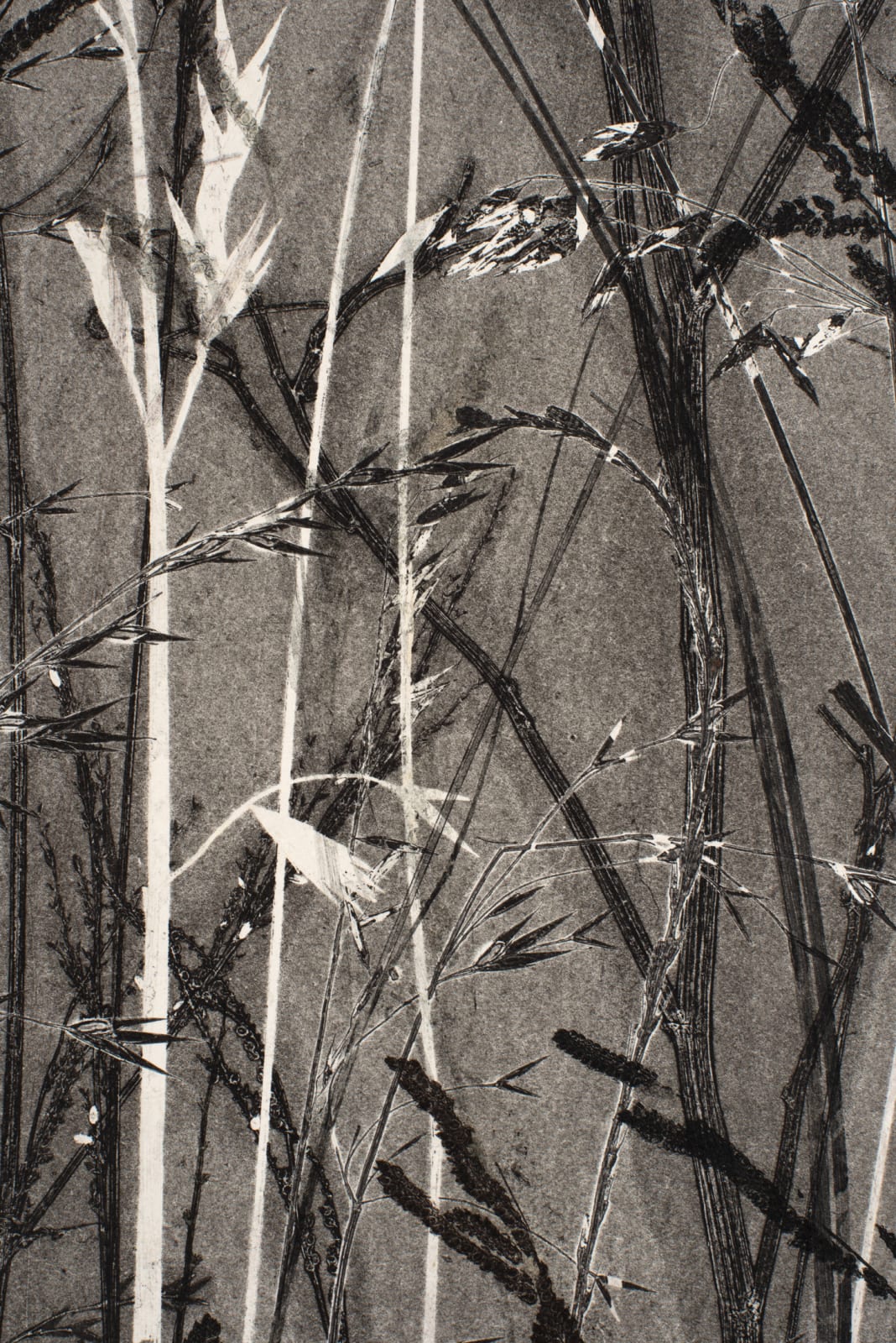 Frances Malcomson, Entangling 2, 2024