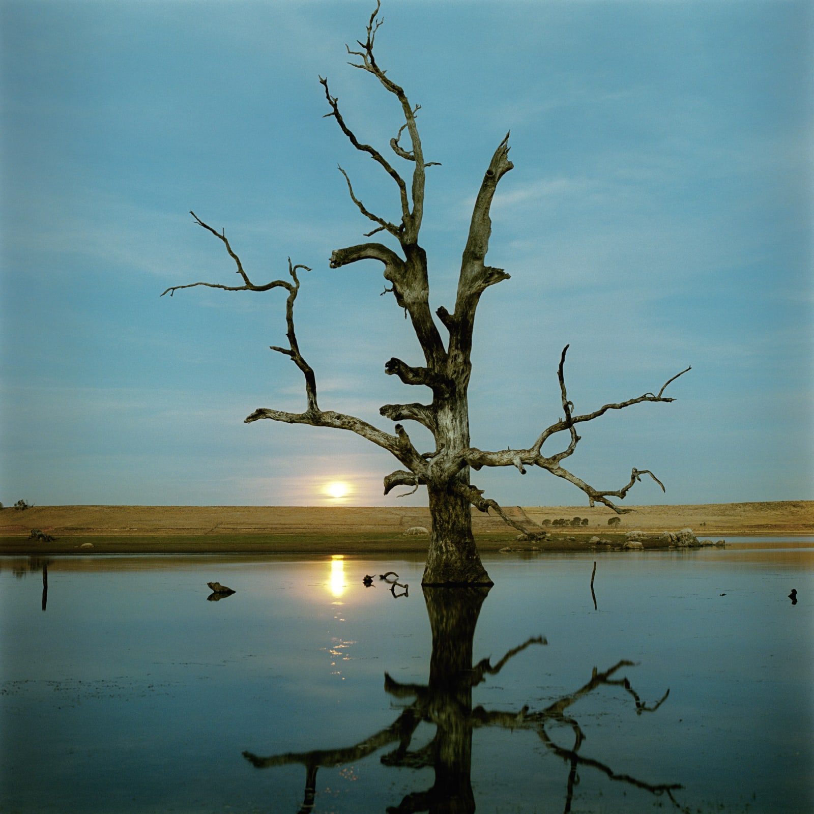 Jane Burton, The Sunken Garden #2, 2019