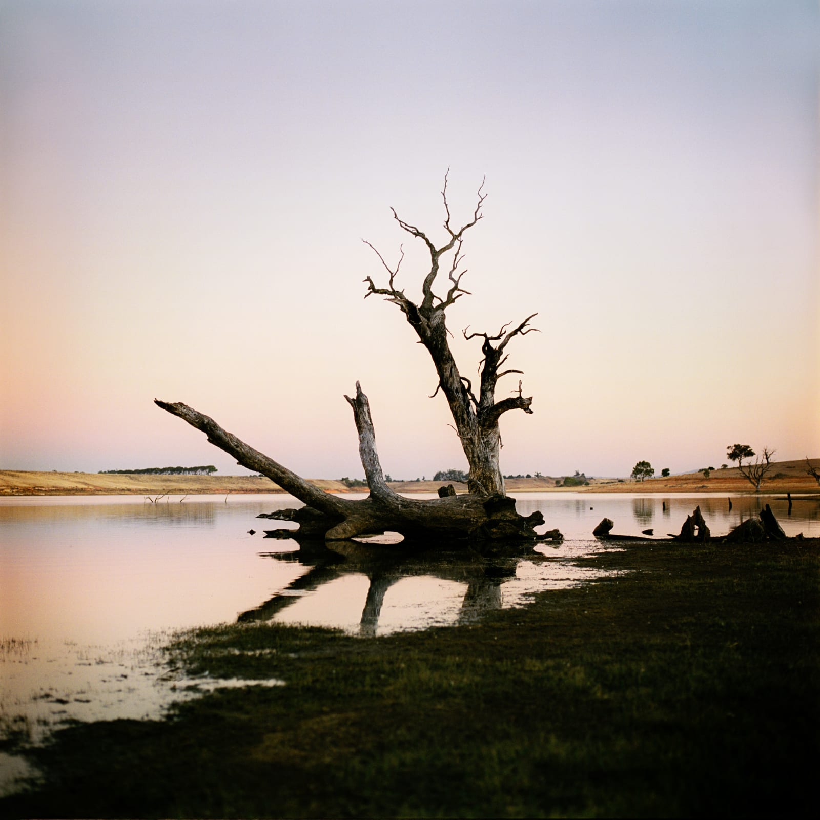 Jane Burton, The Sunken Garden #1, 2019