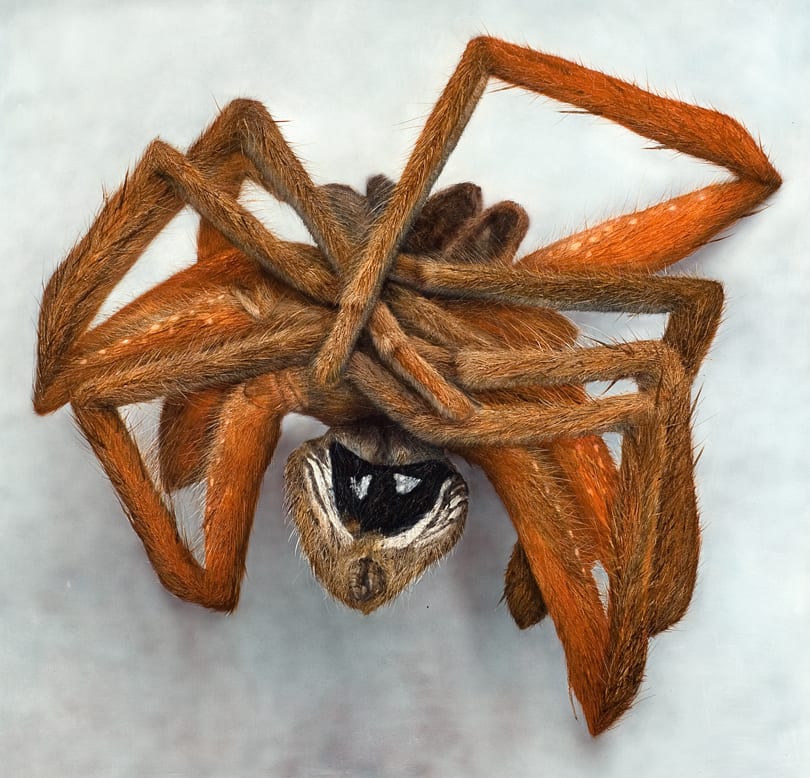 Nicholas Blowers, Neosparrasus, 2011