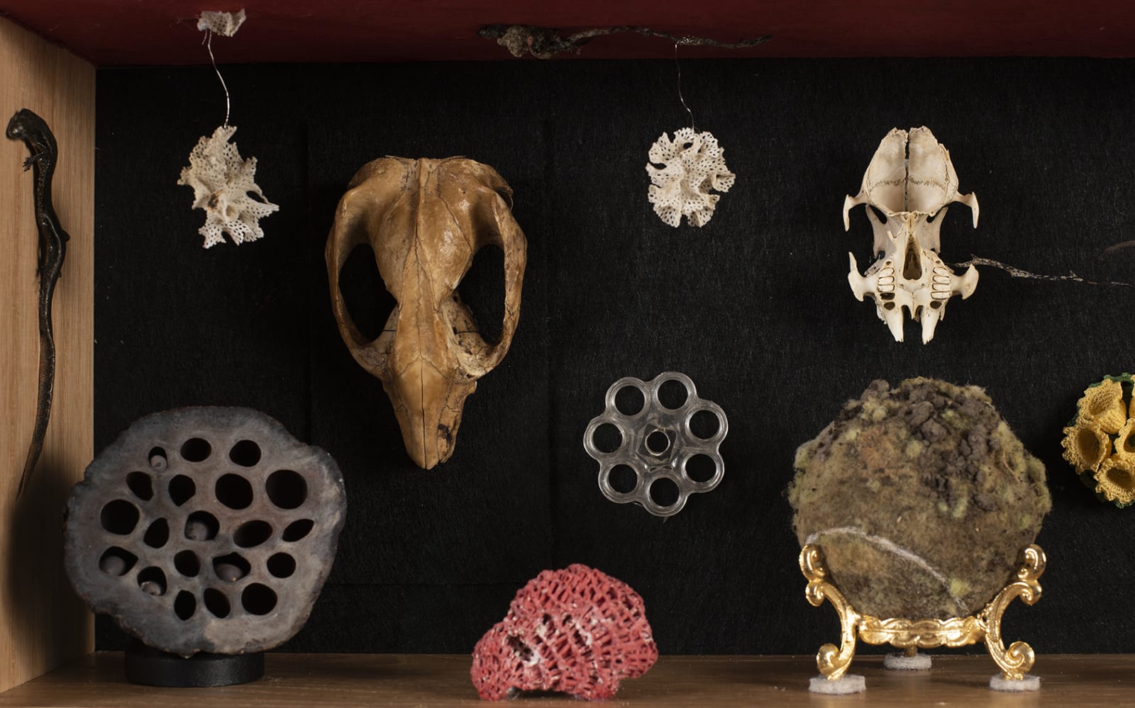 Irene Briant, Cabinet of Curiosities, 2021