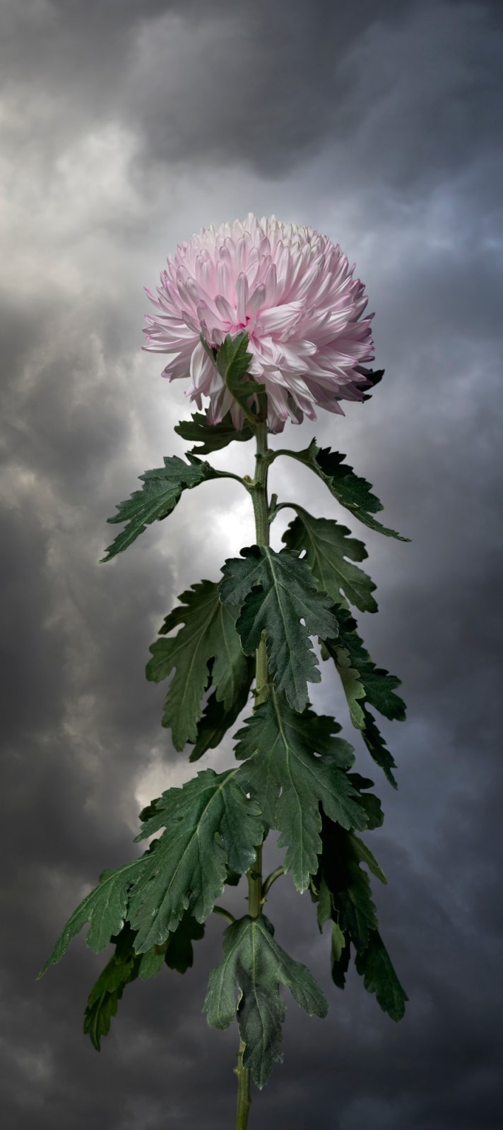 Valerie Sparks, Sanctuary Series 2 - Disbud Pink, 2020