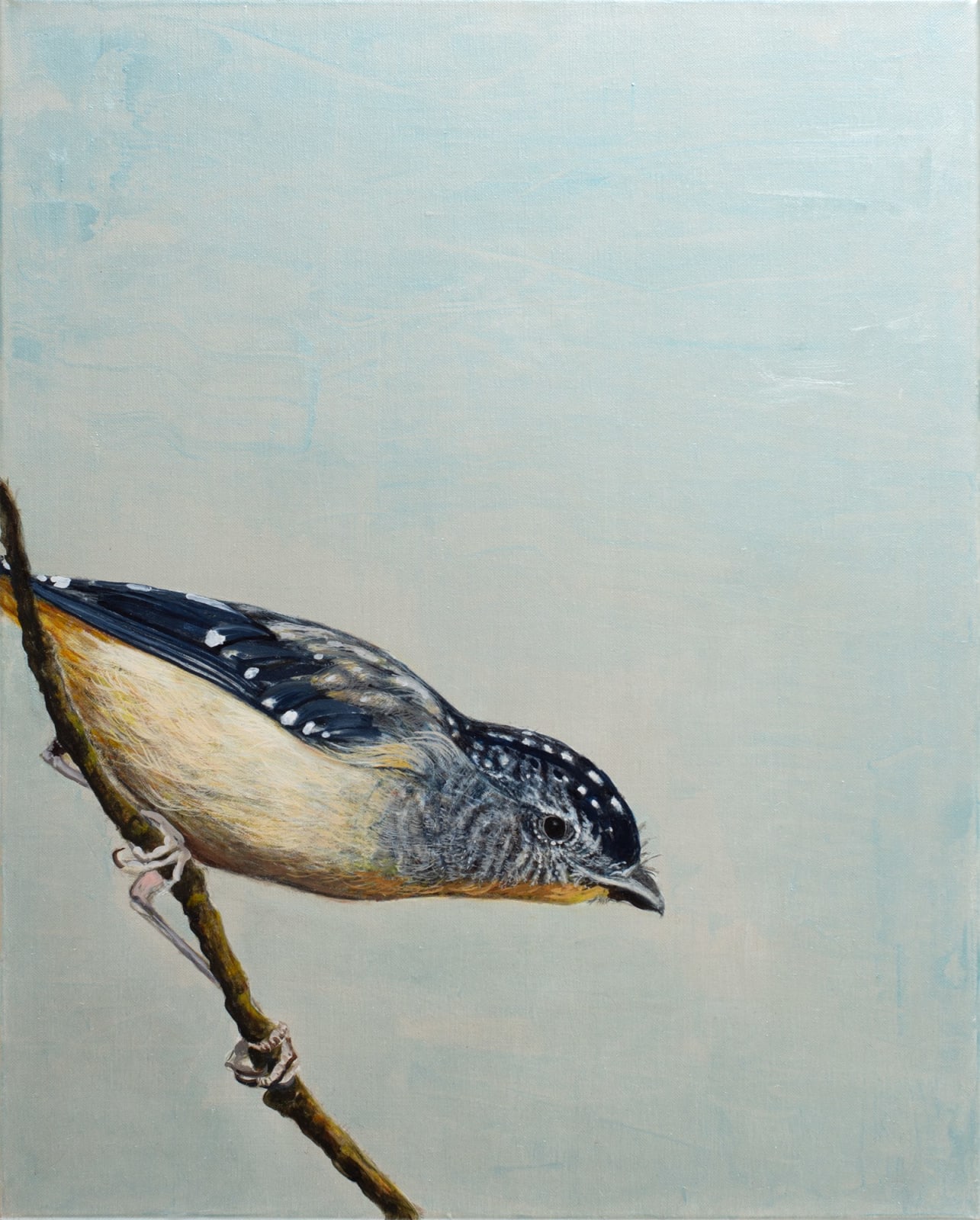 Helen Wright, Pardolote on the move, 2024