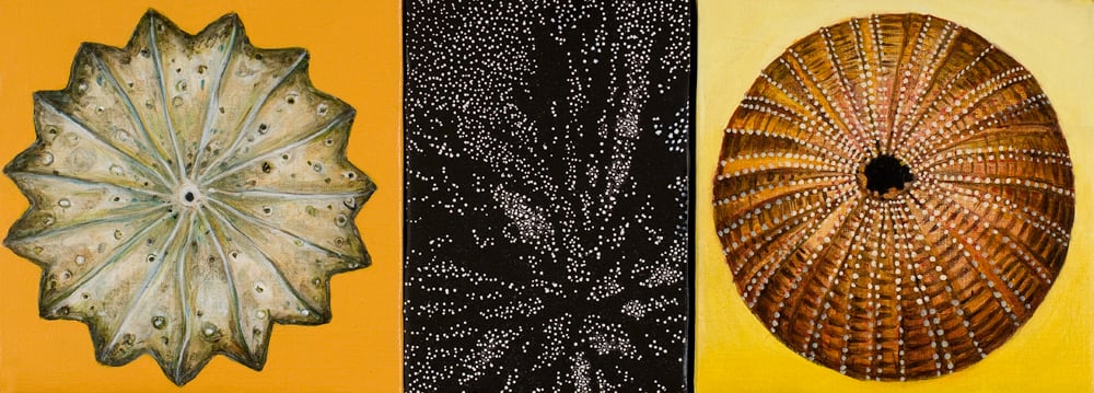 Helen Wright, Sea Urchin Collection, 2011