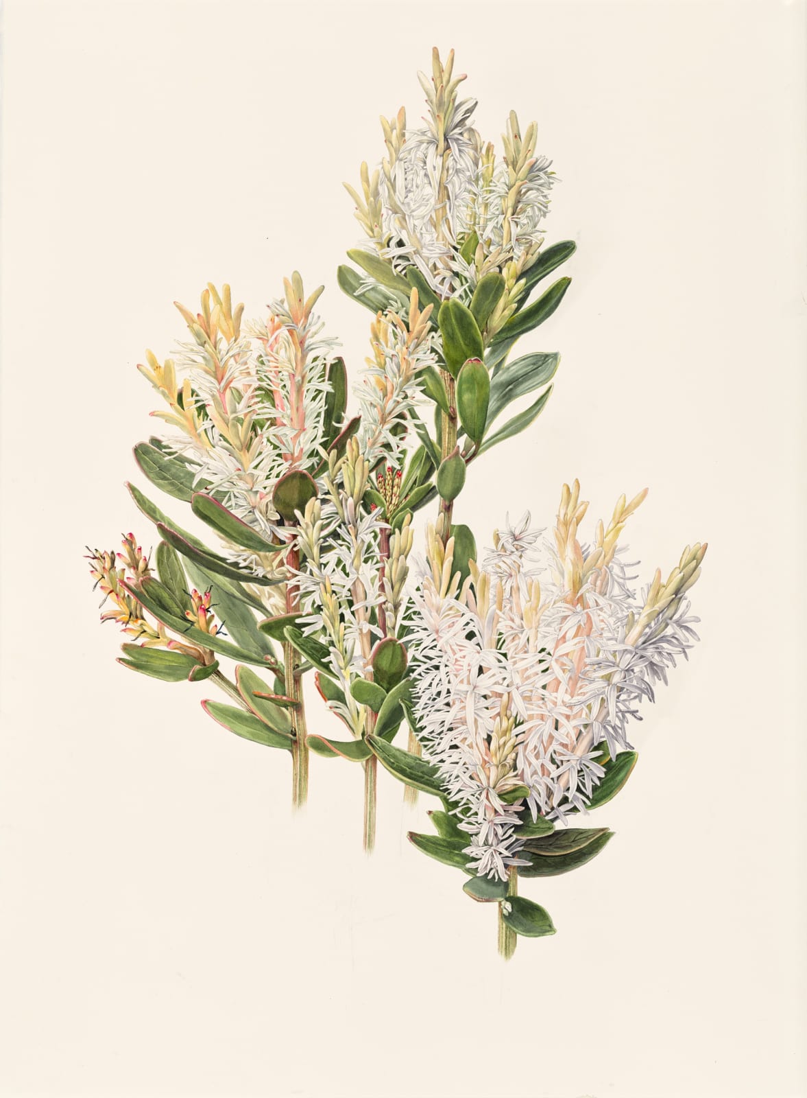 Lynne Uptin, Agastachys odorata 47ma : White Waratah, 2025