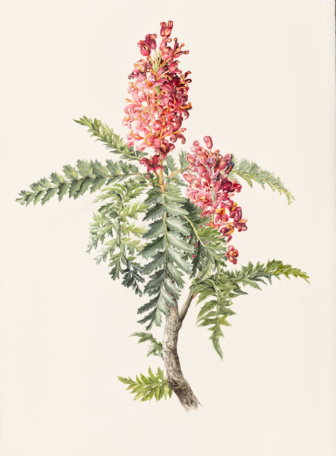 Lynne Uptin, Lomatia tasmanica : King’s Holly - dated to 43,500, 2025