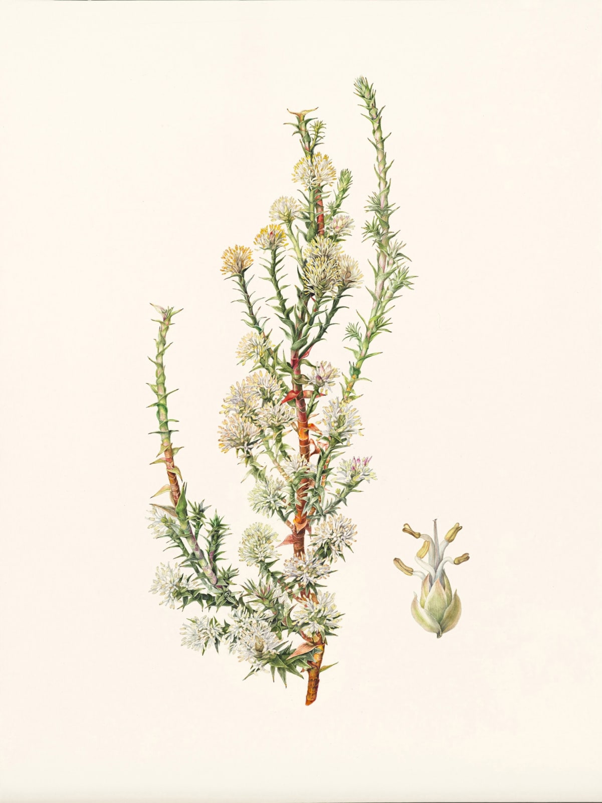 Lynne Uptin, Richea sprengalloides, 2024