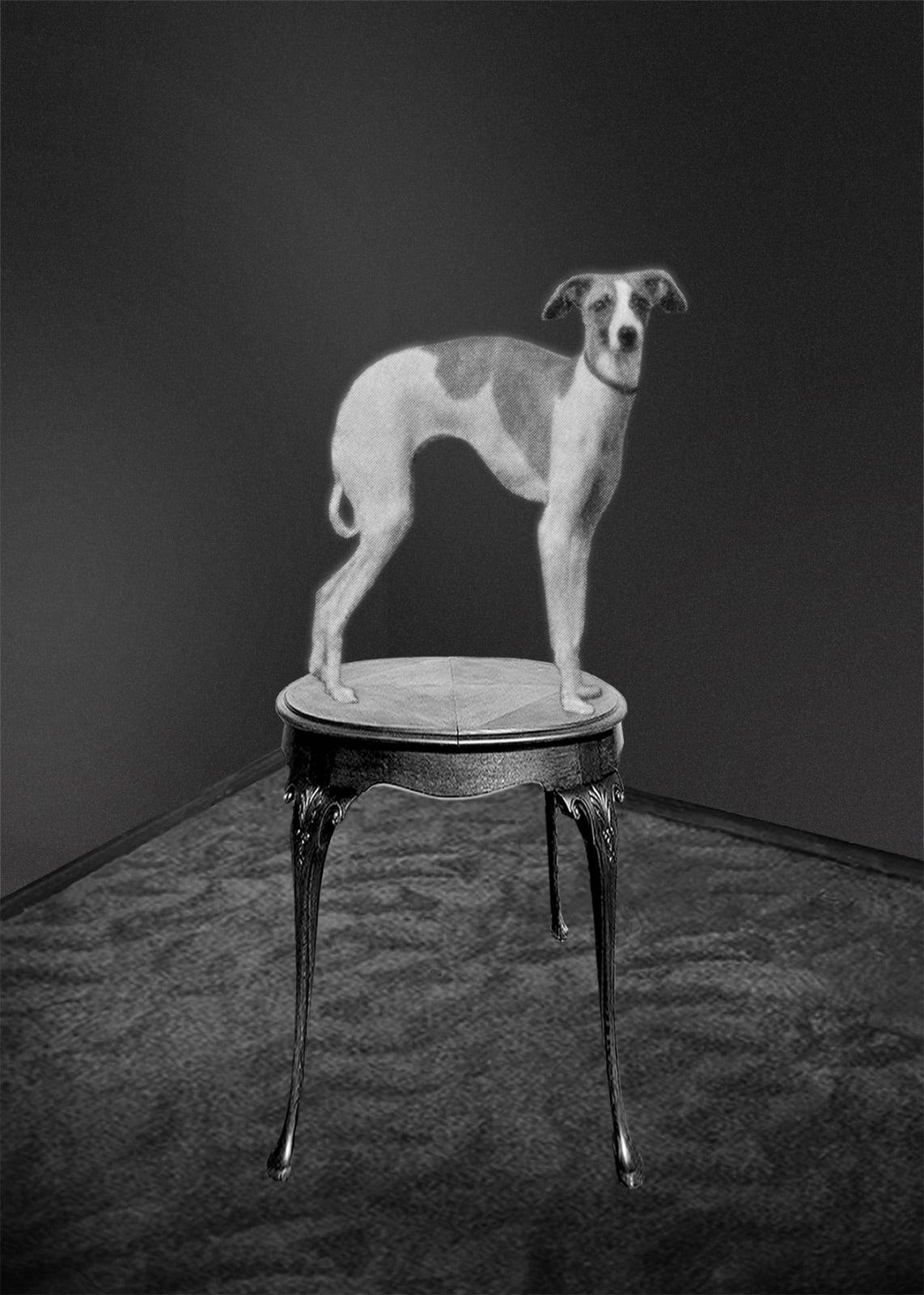 Pat Brassington, Still lives #17, 2024