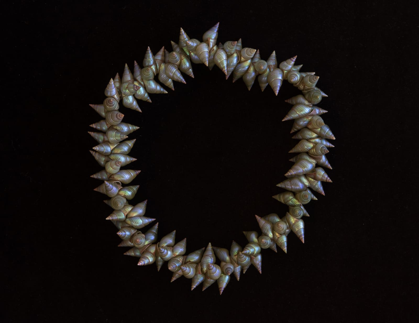 Ashlee Murray, King Maireener shell necklace, 2021