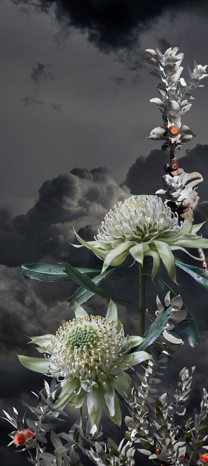 Valerie Sparks, Sanctuary Series 3 - White Waratah 2, 2023