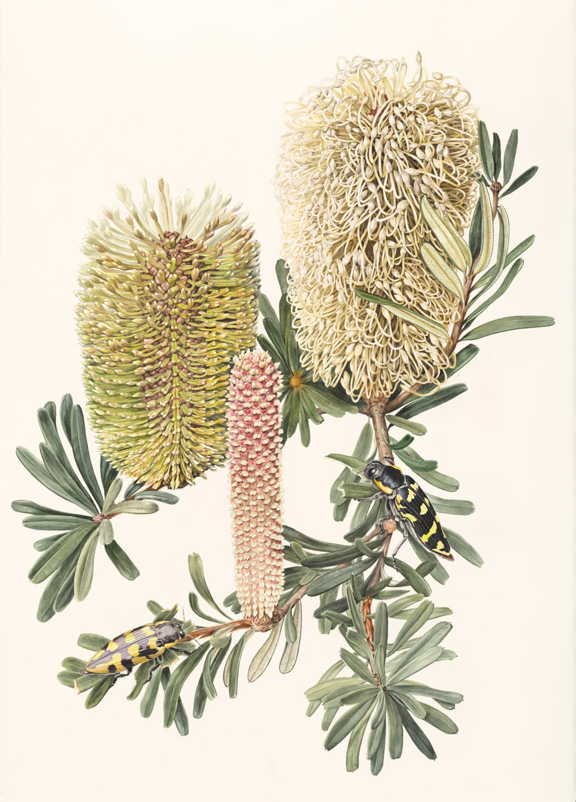 Lynne Uptin, Banksia marginata, 2023