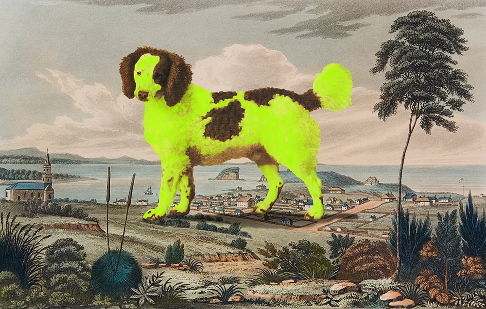 Joan Ross, Lassie come home, 2013