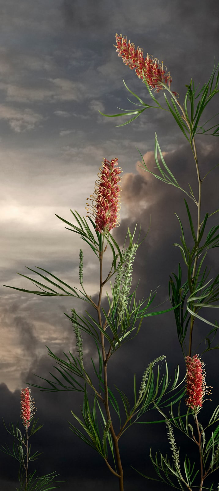 Valerie Sparks, Sanctuary Series 1 - Grevillea, 2019