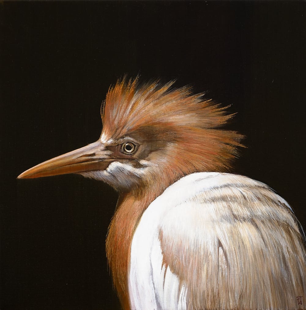 Stephanie Tabram, Cattle Egret, in breeding plumage, 2014