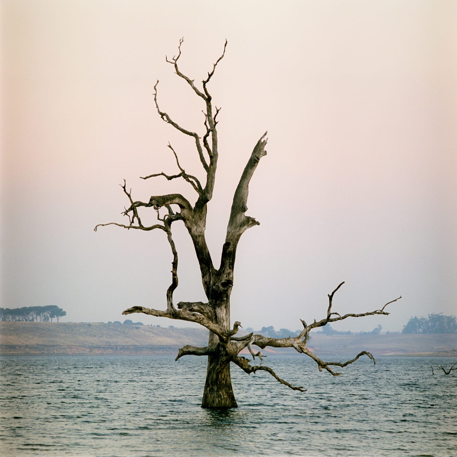 Jane Burton, The Sunken Garden #5, 2019