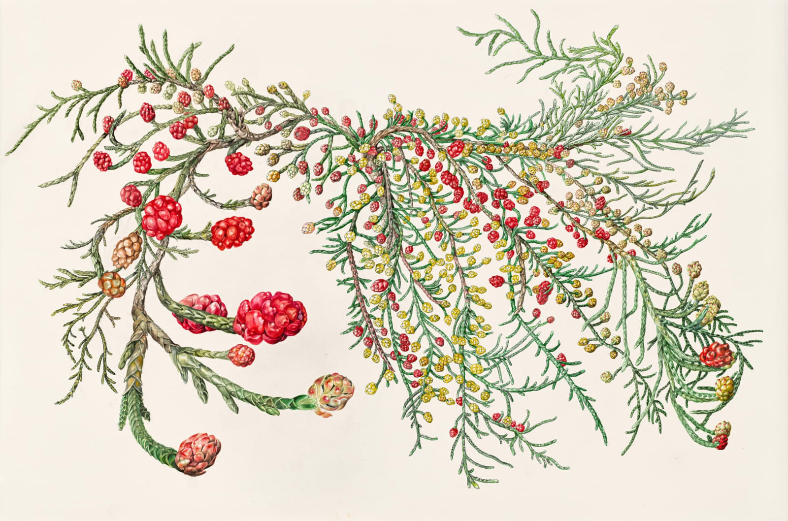 Lynne Uptin, Microcachrys tetragonis 130 ma : Creeping Strawberry Vine, 2025