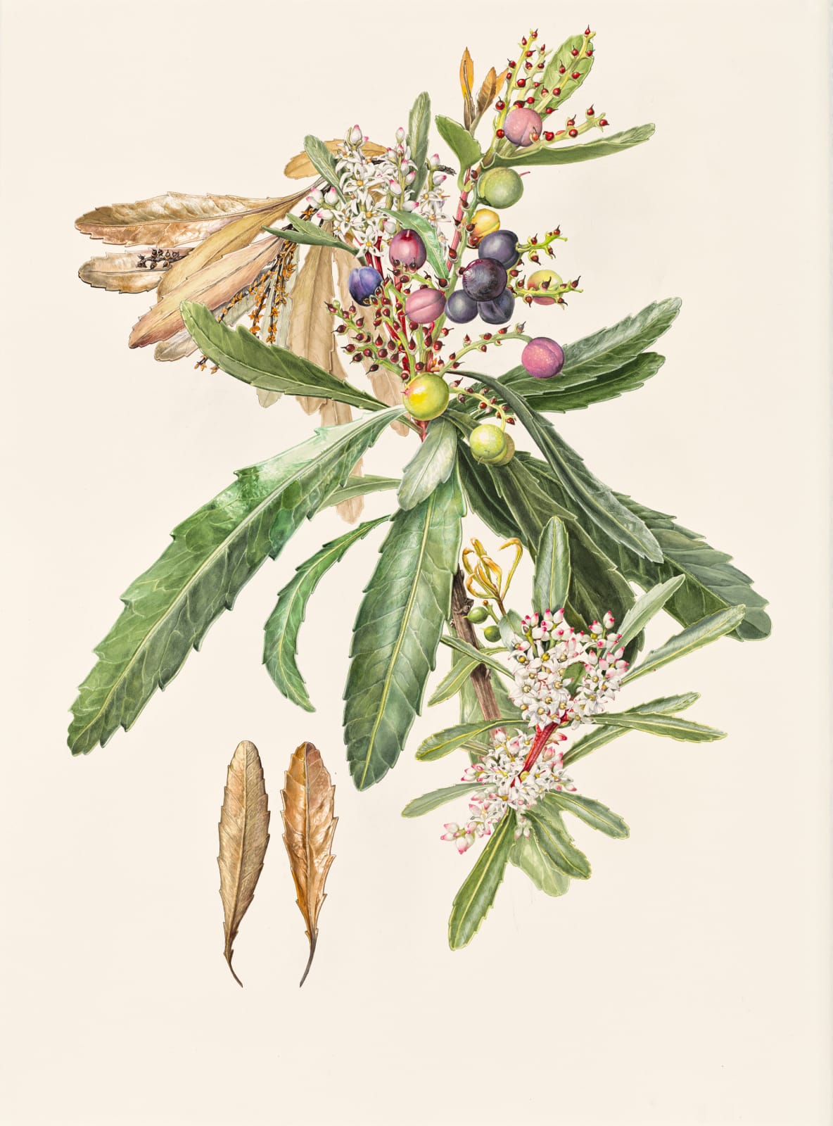 Lynne Uptin, Cenarrhenes nitida 34.5ma : Port Arthur Plum, 2025