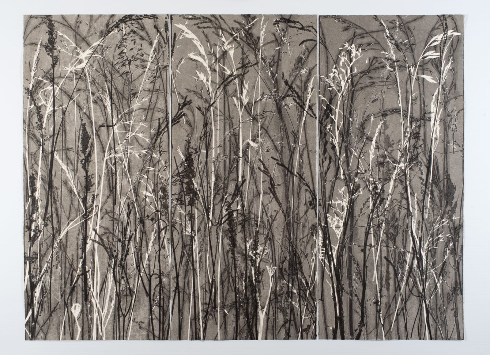 Frances Malcomson, Entangling 2, 2024