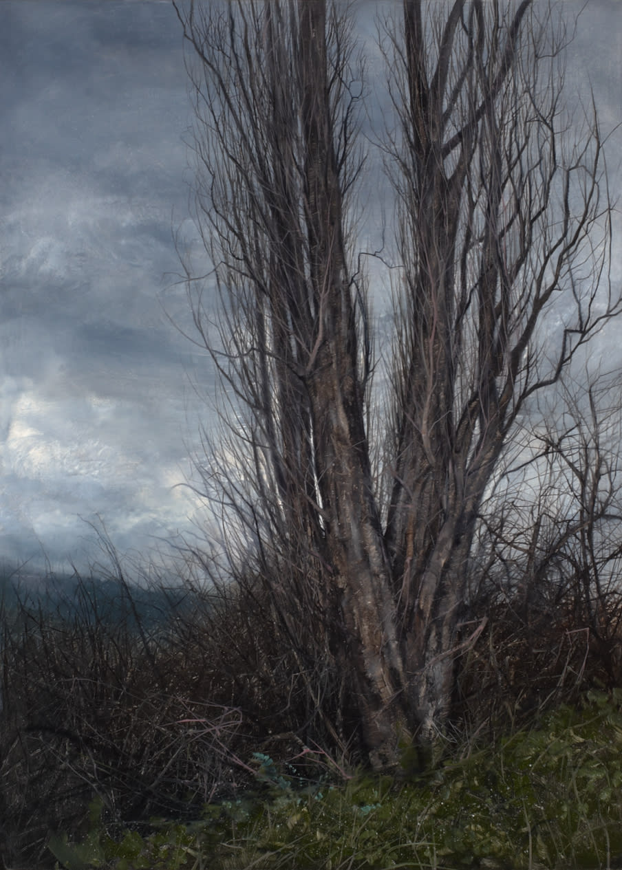 Nicholas Blowers, Tangled Copse, New Norfolk, 2013