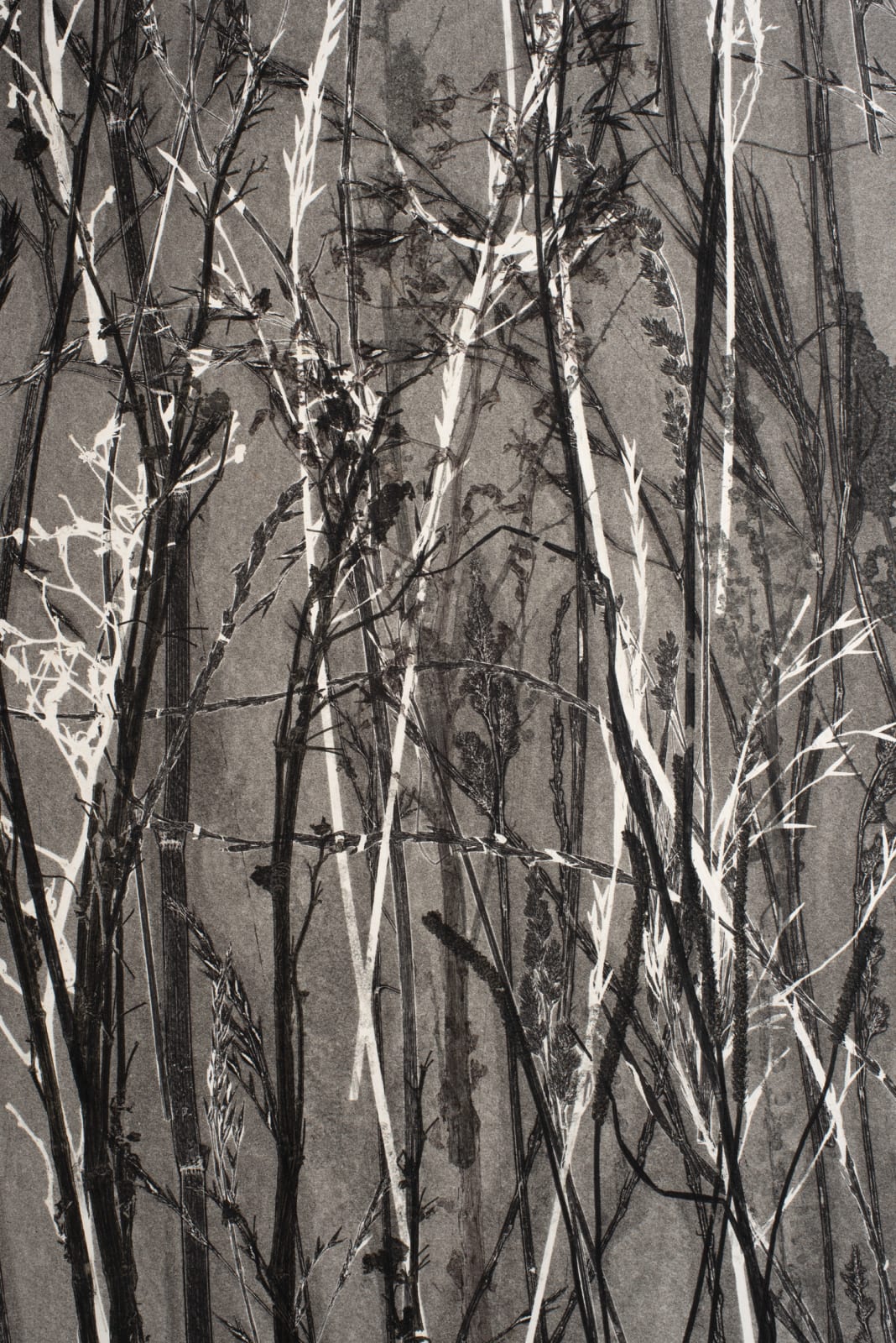 Frances Malcomson, Entangling 2, 2024