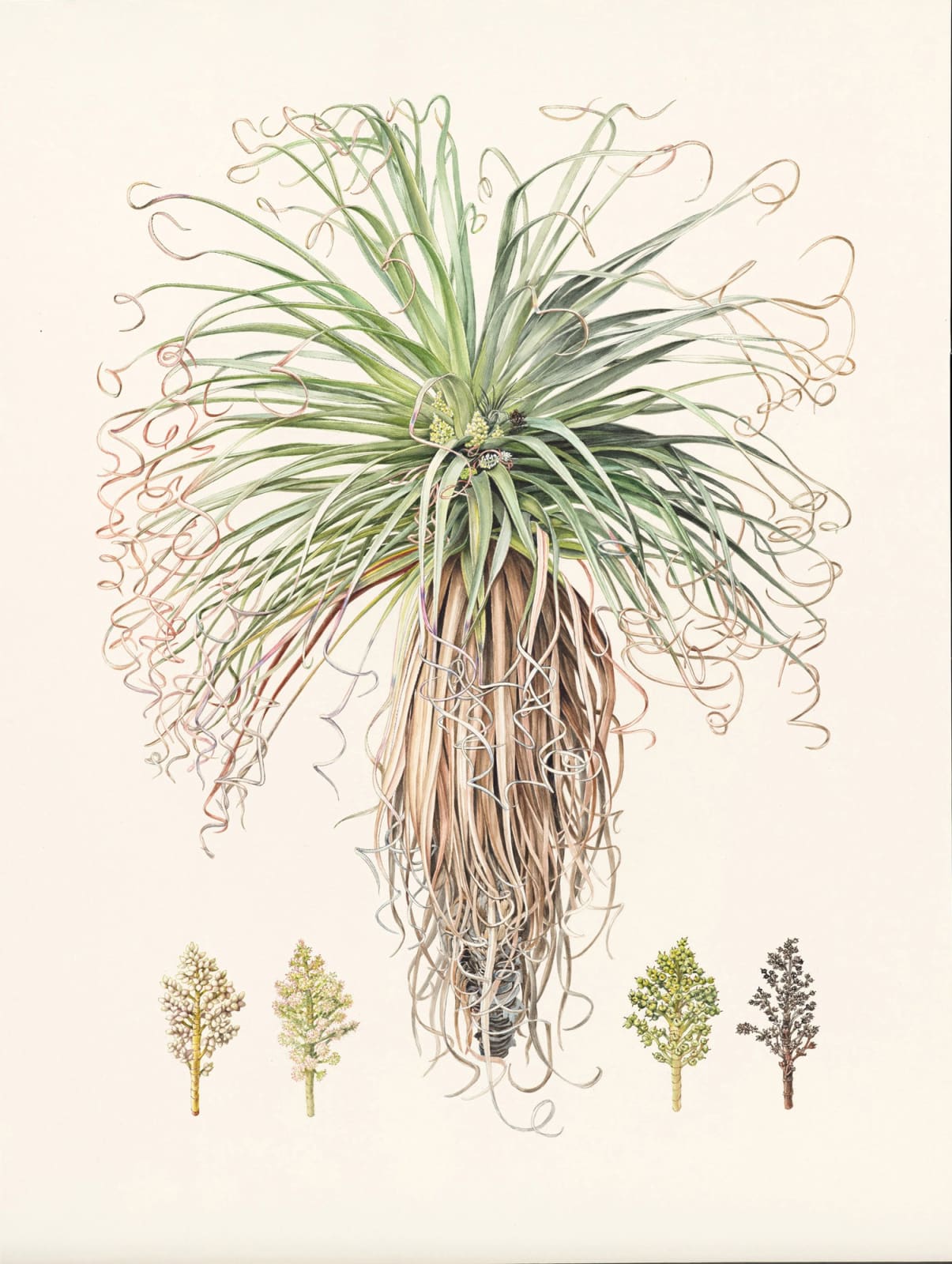 Lynne Uptin, Richea pandanifolia, 2024