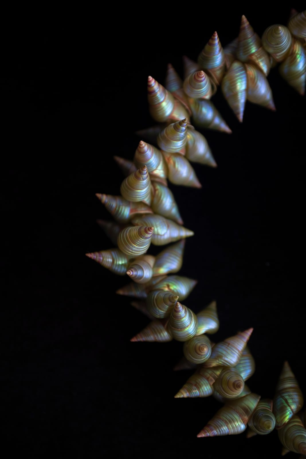 Ashlee Murray, King Maireener shell necklace, 2021