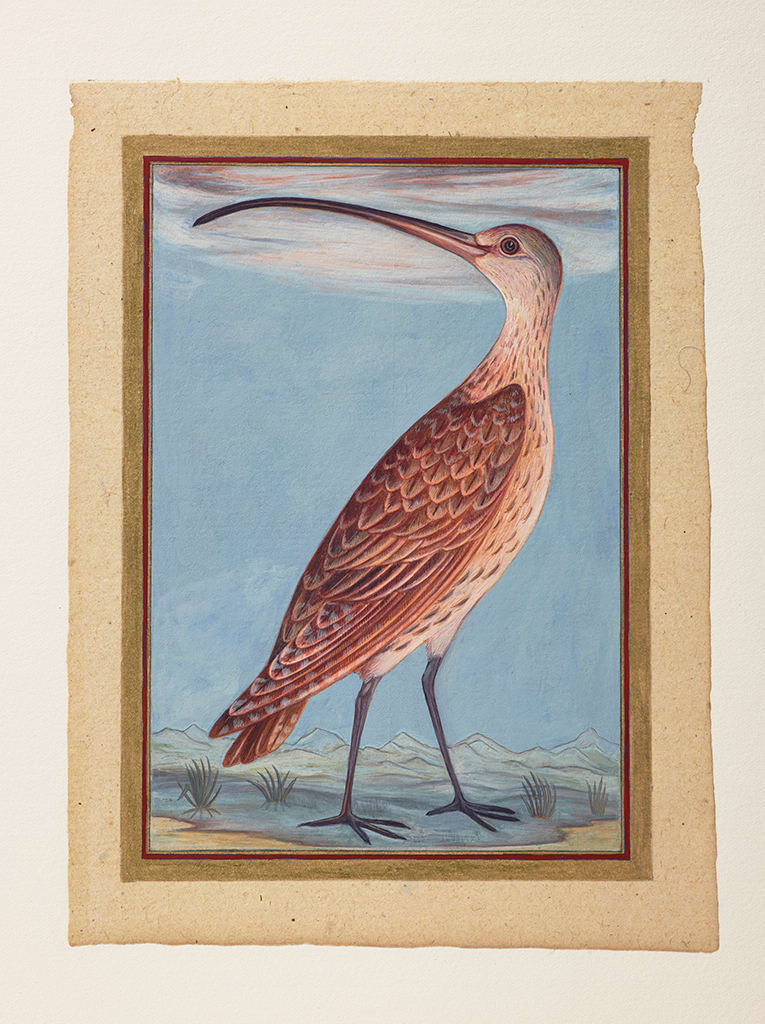 Sue Lovegrove, Eastern Curlew, Numenius madagascariensis, 2015