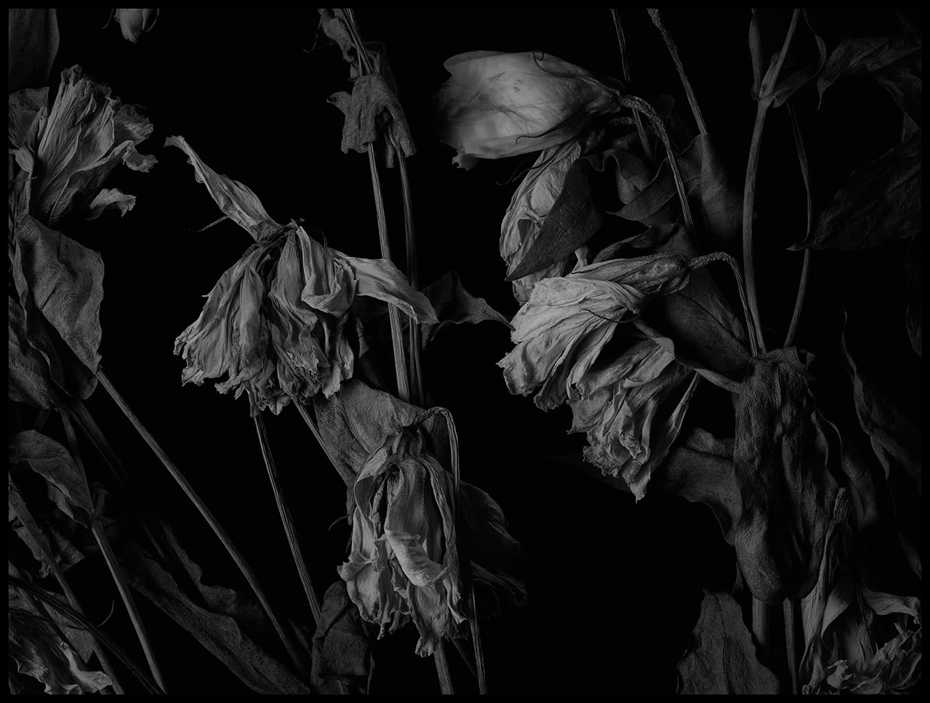Peter Whyte, Decaying - Flowers 061, 2014