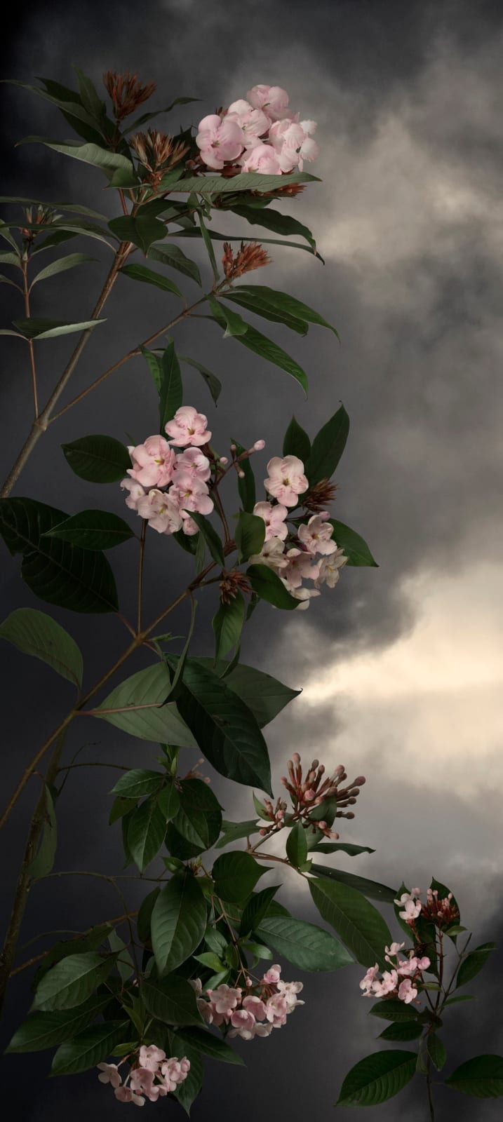 Valerie Sparks, Sanctuary Series 1 - Luculia, 2019