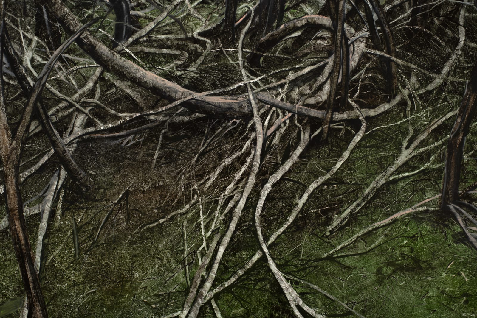 Nicholas Blowers, Narcissus, Lake St Claire, 2021