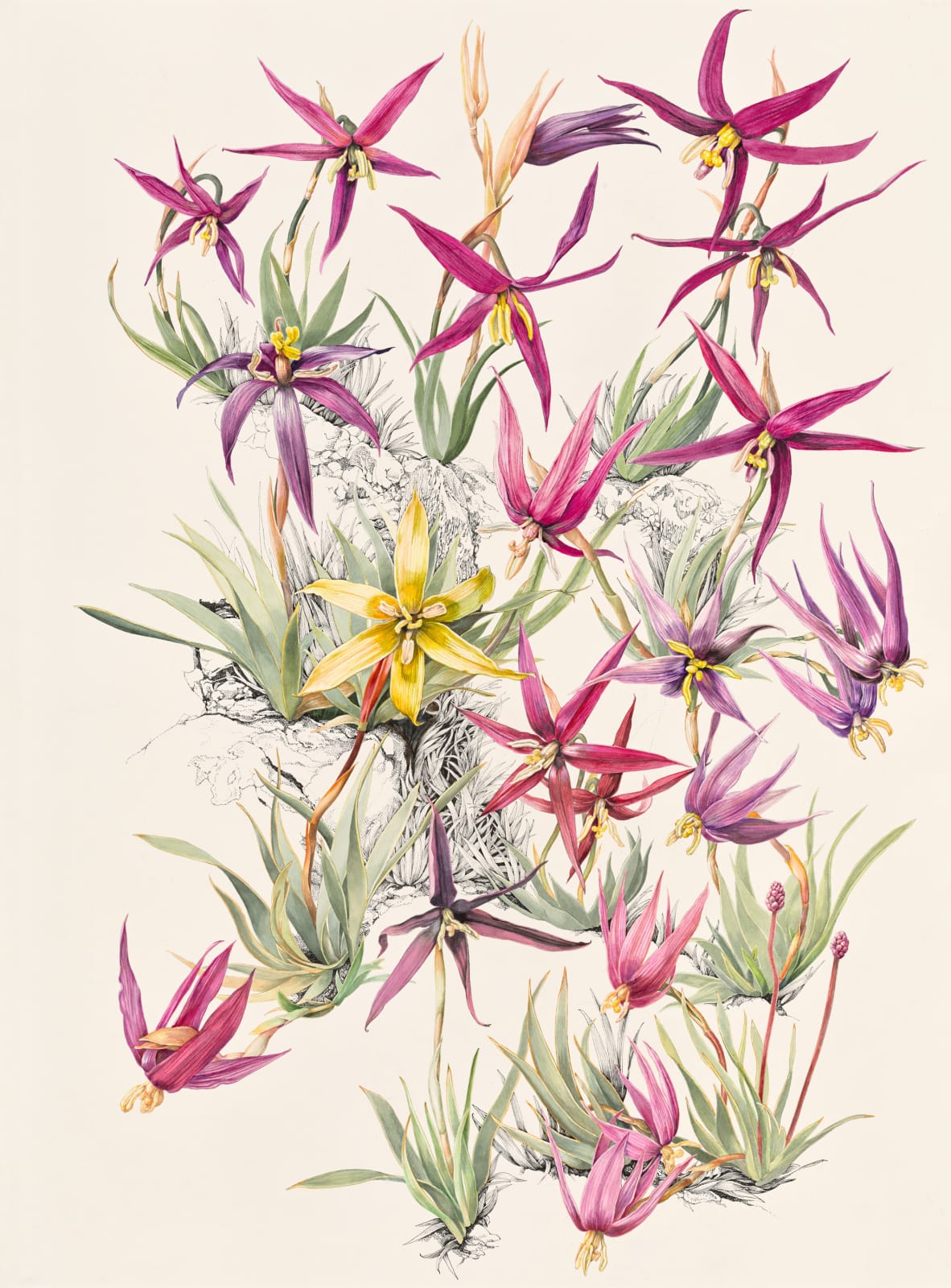 Lynne Uptin, Isophysis tasmanica 65ma : Tasmanian Purple Star, 2025