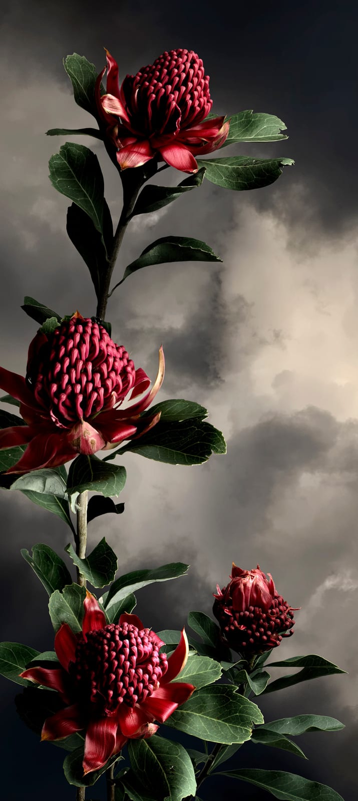 Valerie Sparks, Sanctuary Series 1 - Waratah, 2019