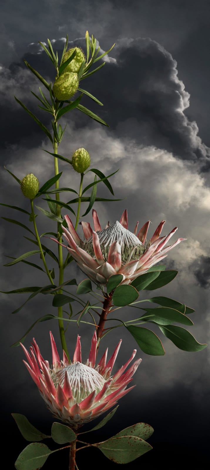 Valerie Sparks, Sanctuary Series 3 - King Protea 1, 2023