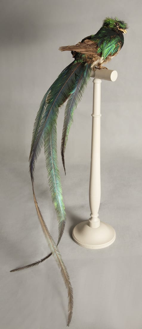 Valerie Sparks, Quetzal, 2012