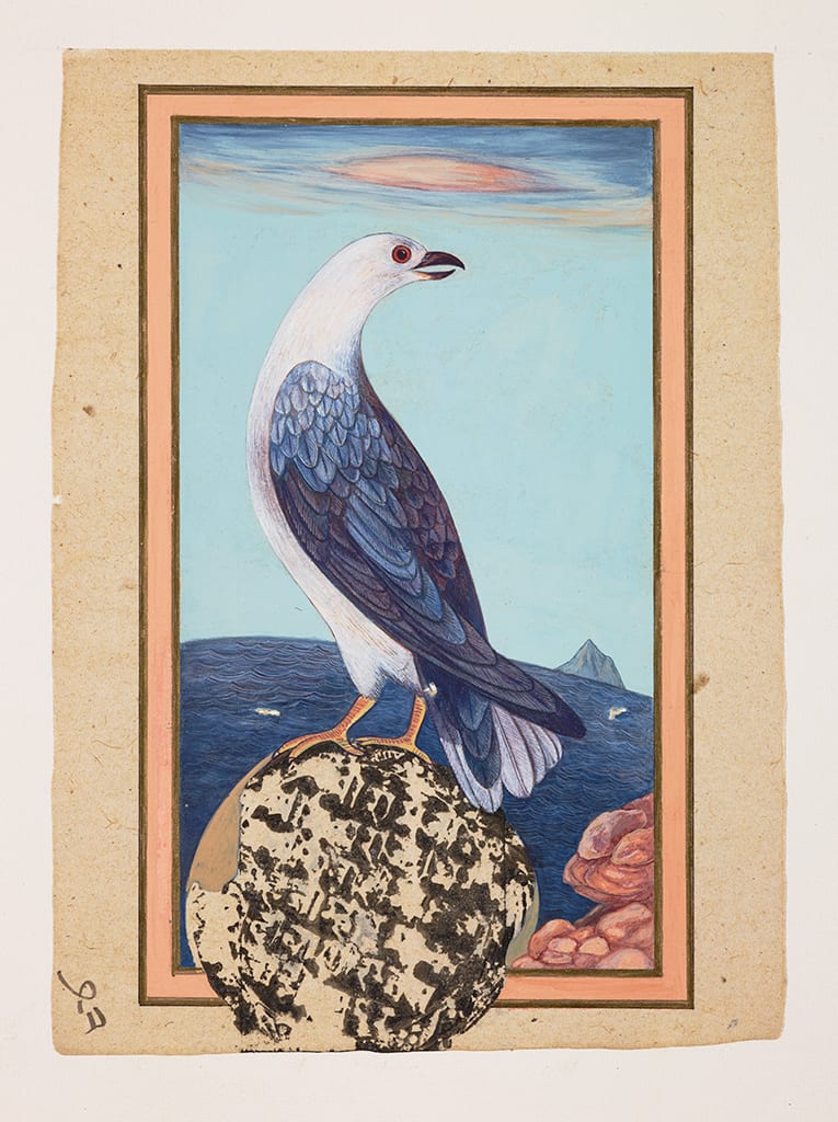 Sue Lovegrove, White-breasted Sea Eagle, Haliaeetus leucogaster, 2015