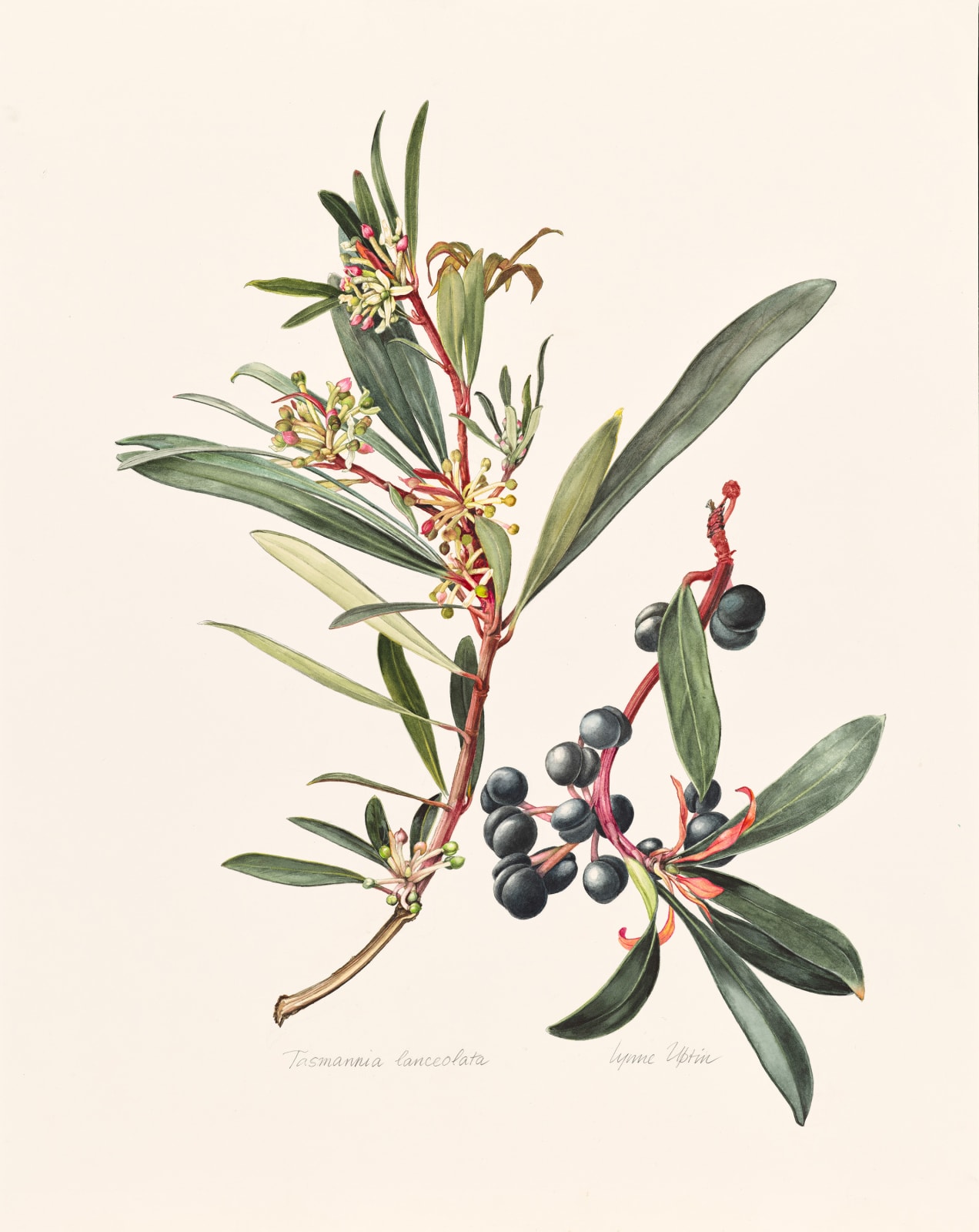 Lynne Uptin, Tasmannia lanceolata 32ma : Tasmanian Pepperberry, 2025