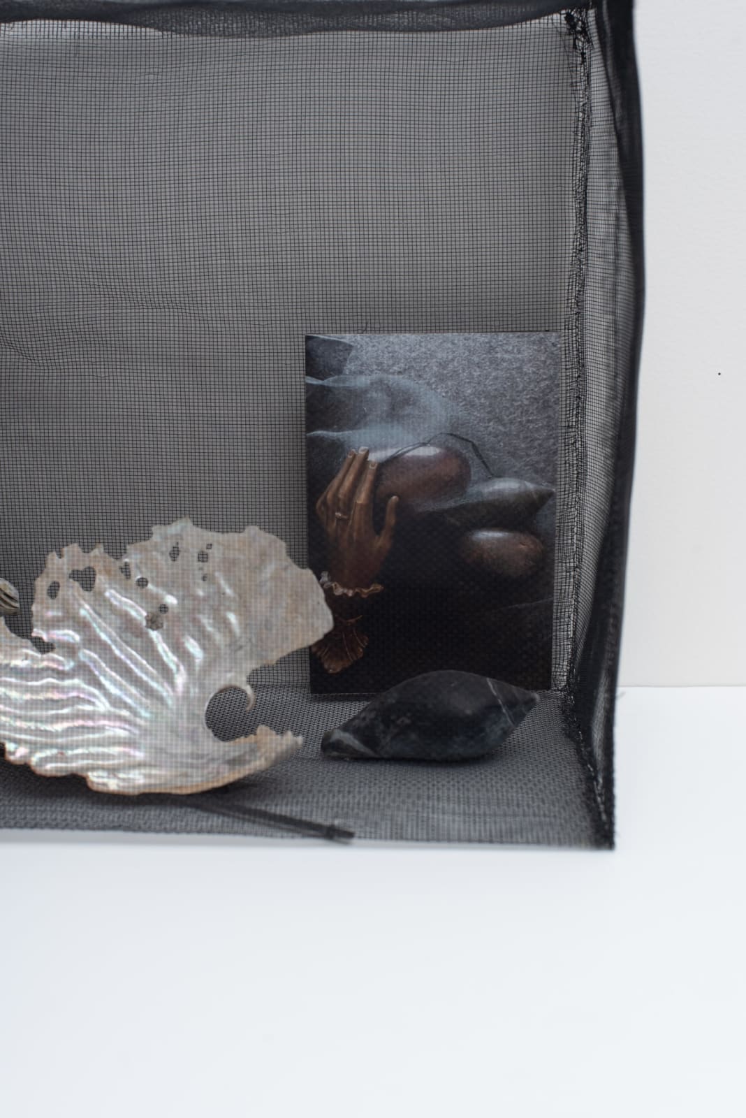 Irene Briant, Sponge, Gourd, Abalone and Volute , 2023