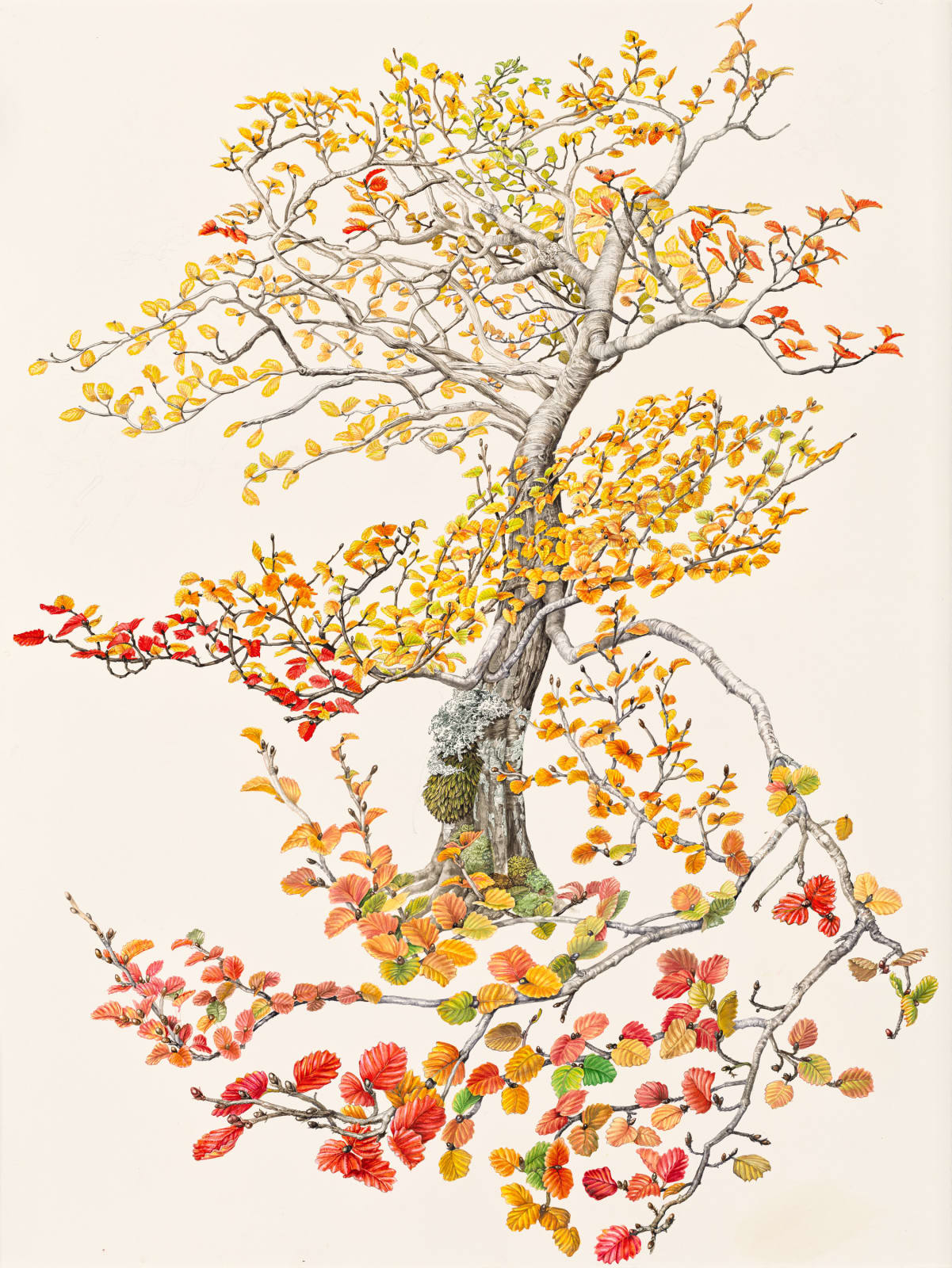 Lynne Uptin, Nothofagus gunnii 31.8ma : Deciduous Beech, 2025