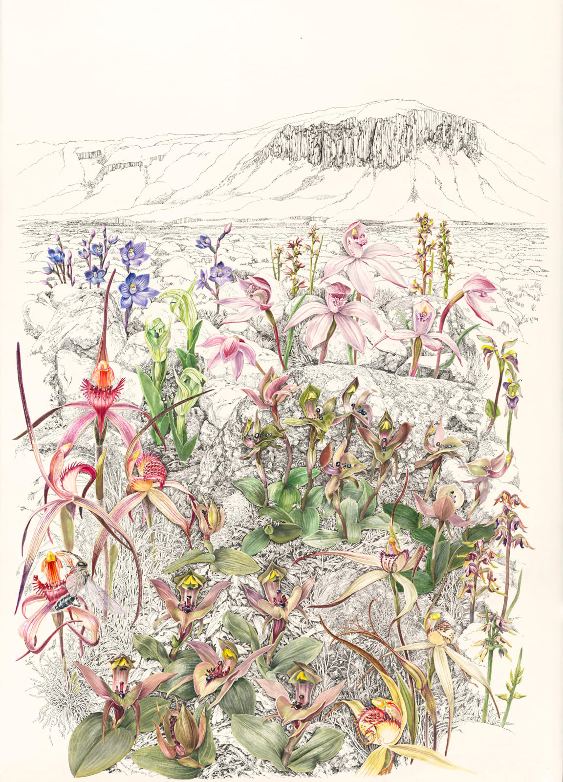Lynne Uptin, Endemic Orchids, 2023