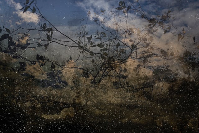 Troy Ruffels, Eucalyptus sky, 2017