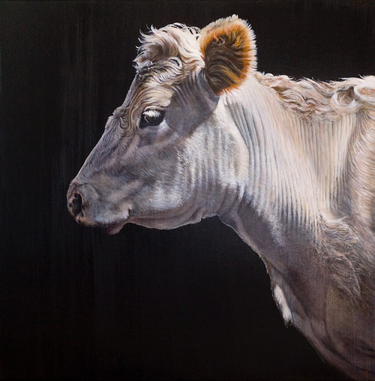 Stephanie Tabram, Study of a White Cow, 2013