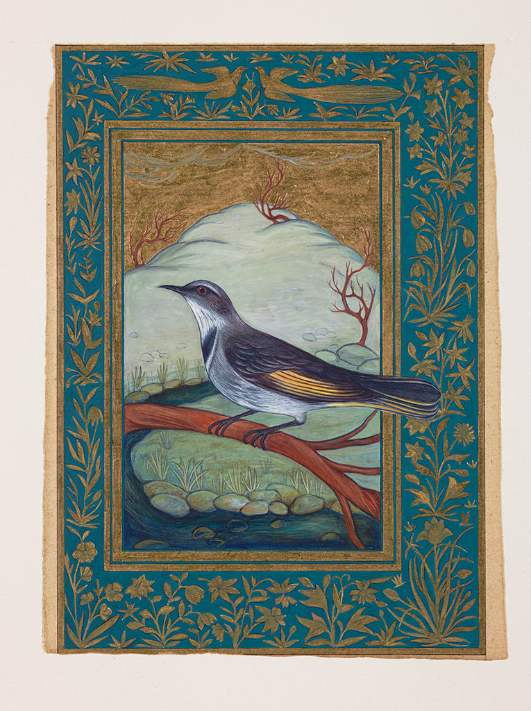 Sue Lovegrove, Crescent Honeyeater, Phylidonyris pyrrhoptera, 2015