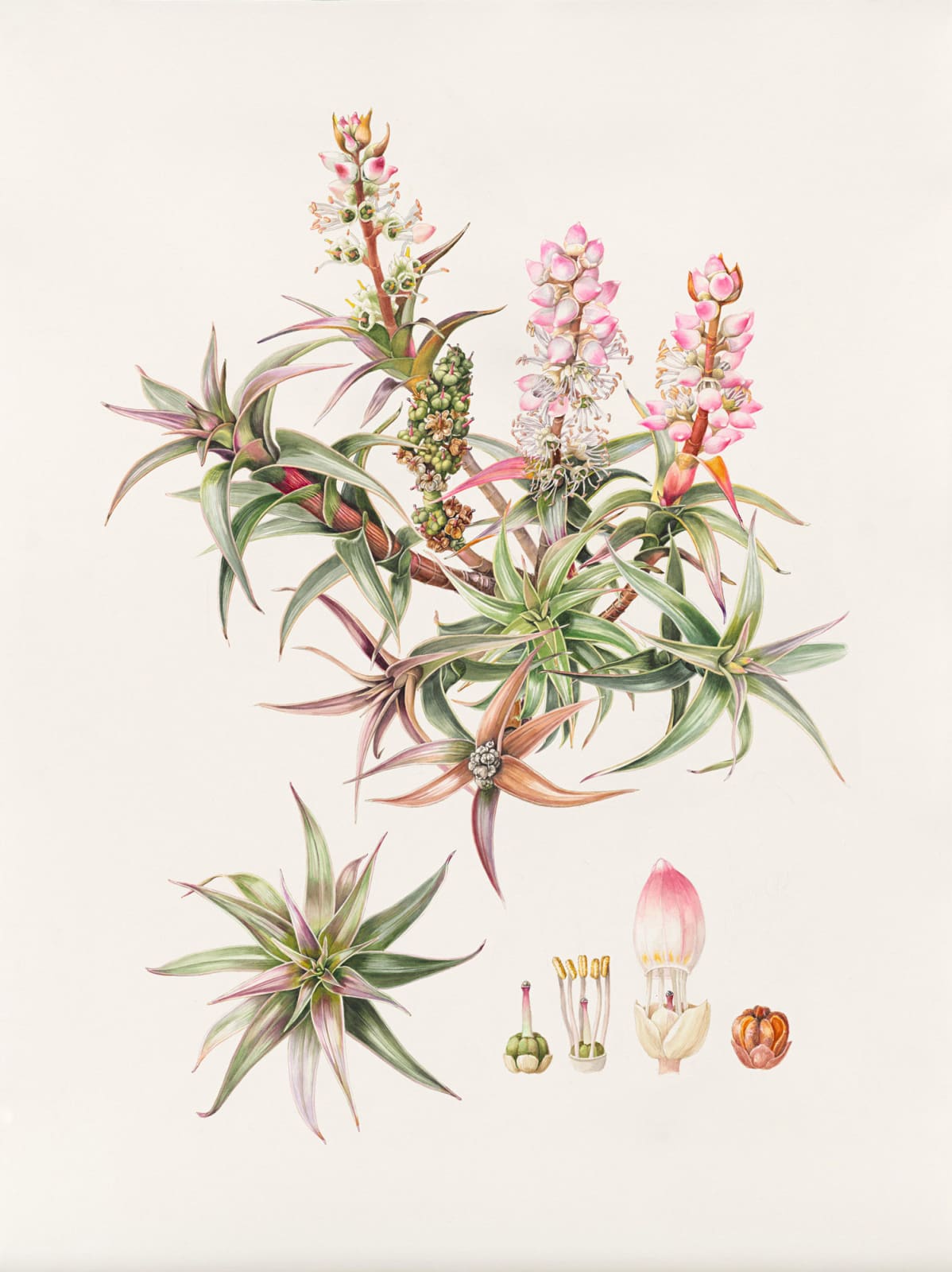 Lynne Uptin, Richea gunnii , 2024