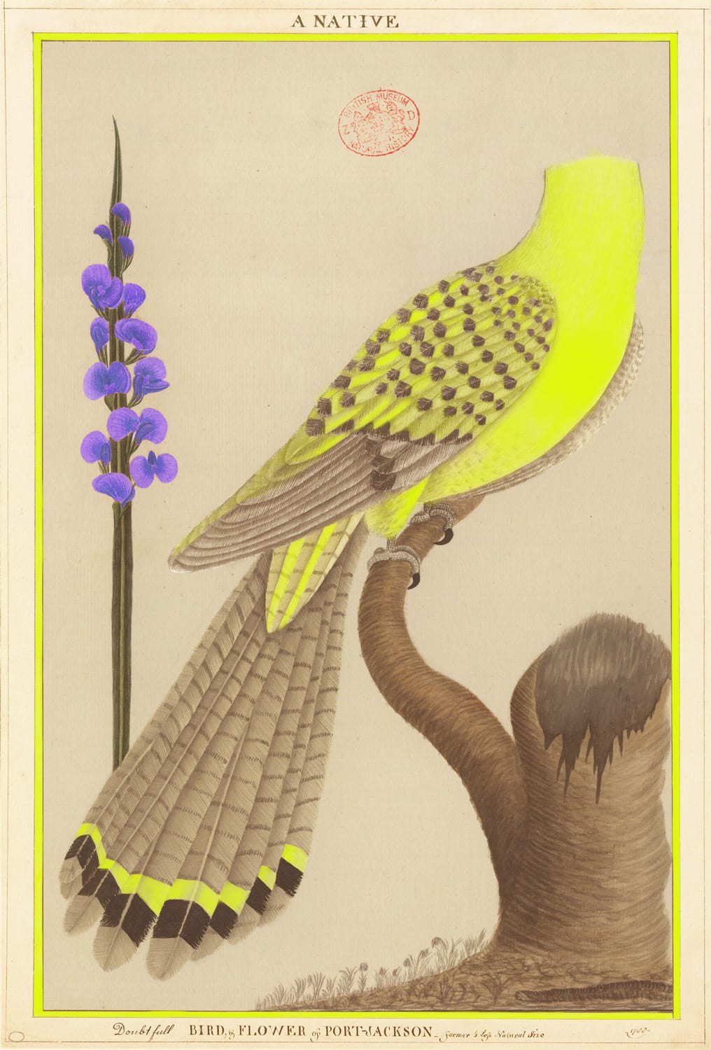 Joan Ross, A Native, 2018