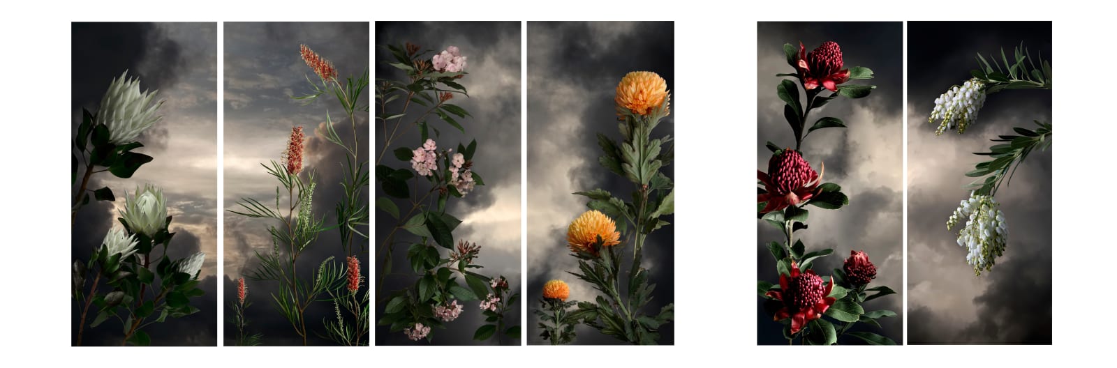 Valerie Sparks, Sanctuary Series 1 - Waratah, 2019